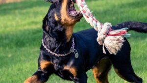 10 Dog Breeds With The Worst Manners According to Vets