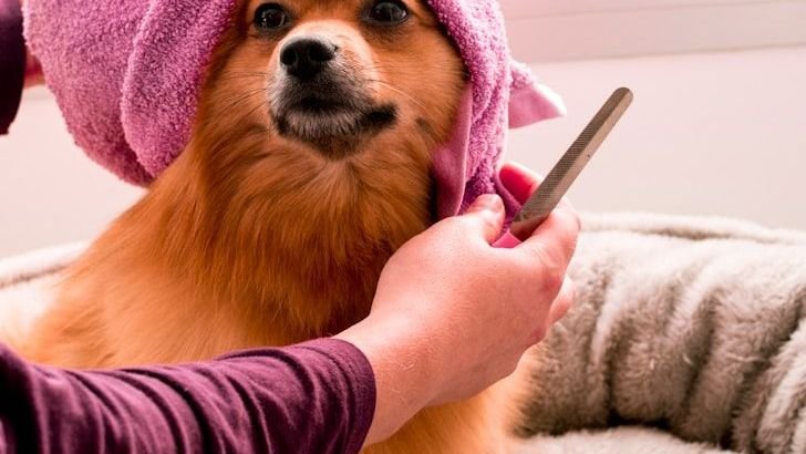 7 Tips to Make Dog Grooming Easier
