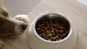 7 Tips To Get Your Dog To Eat