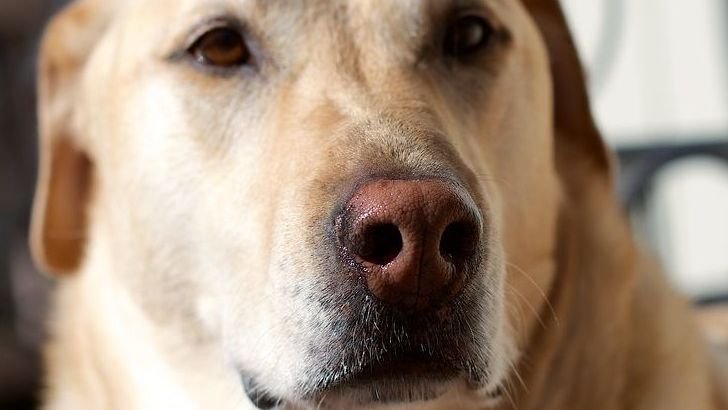 6 Ways To Get Your Dog To Stop Peeing on The Carpet