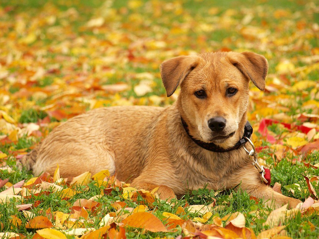 9 Autumn Plants and Items That Are Toxic for Dogs
