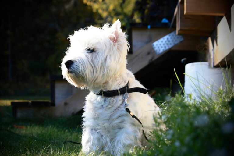 8 Worst Small Dog Breeds For Busy Pet Lovers