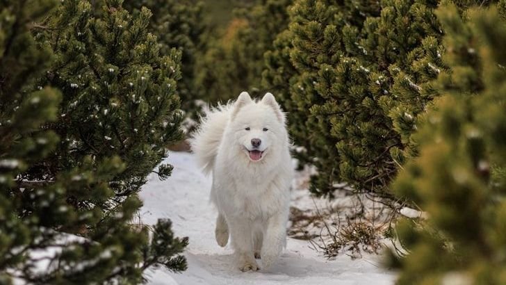 10 Worst Large Dog Breeds That Might Be Too Expensive To Maintain