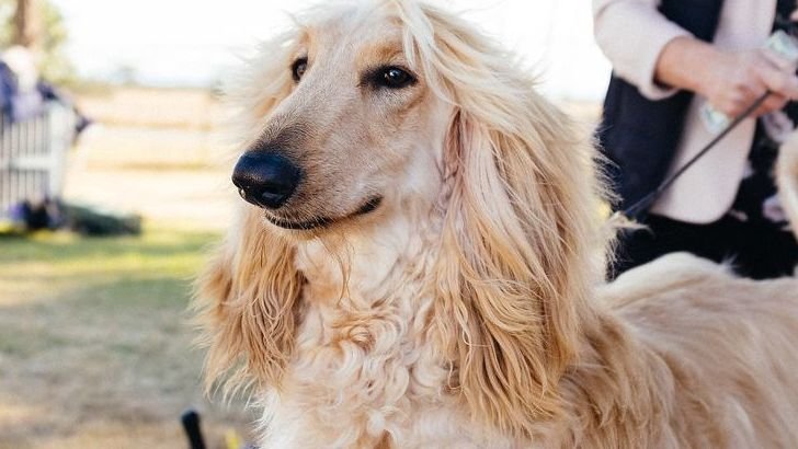 10 Stubborn Dog Breeds That are A Trainer's Nightmare