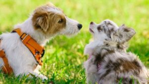 10 Common Mistakes Every Beginner Dog Owner Makes (And What to Do Instead)