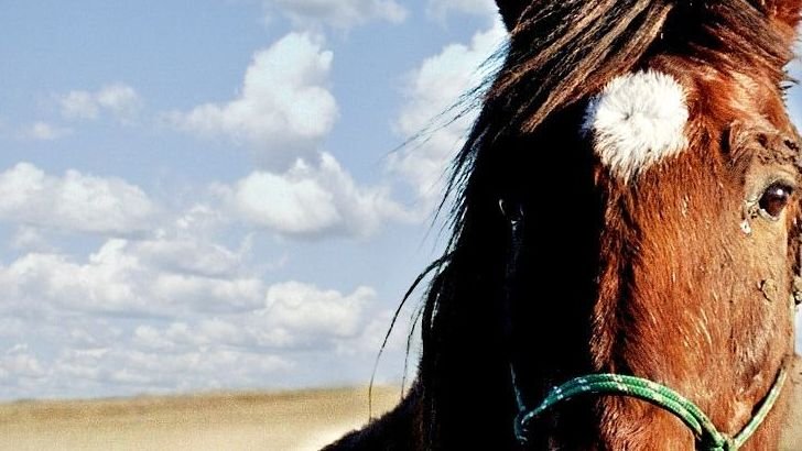 7 Best Care Tips To Keep Your Mustang Horse Happy