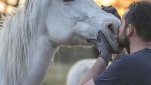 10 Facts About The Most Compatible Horse Breeds For Every Zodiac Sign