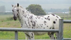 What Every Horse Lover Should Know About The Appaloosa