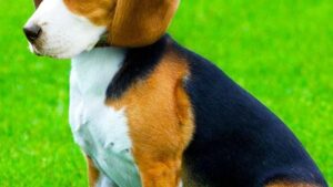 What Small Dogs Are You According to Your Zodiac Sign