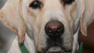 Vets Share Why Dogs Have a Groove Between Their Nose and Lip