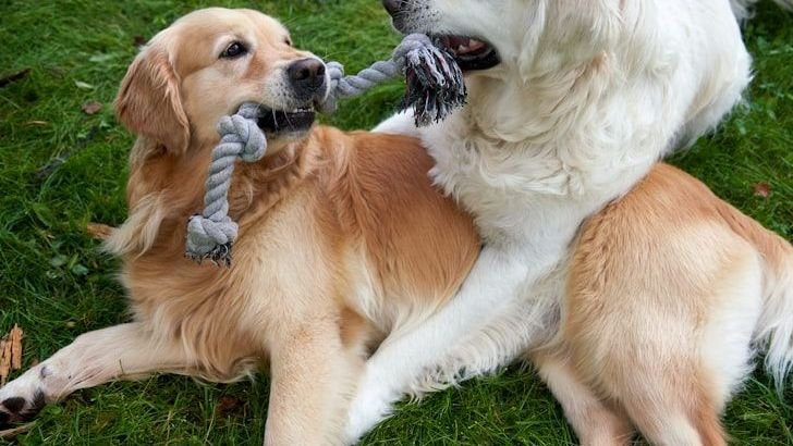 6 Tips to Maintain Discipline in Your Multiple Dog Home