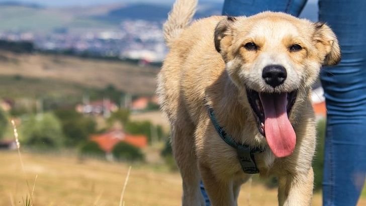 8 Signs Your Dog Is Content and Happy