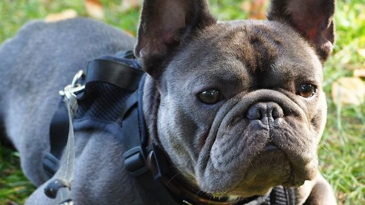 5 Stubborn Dog Breeds You Might Want to Avoid