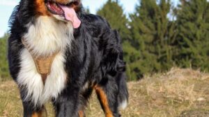 10 Most Handsome Dog Breeds