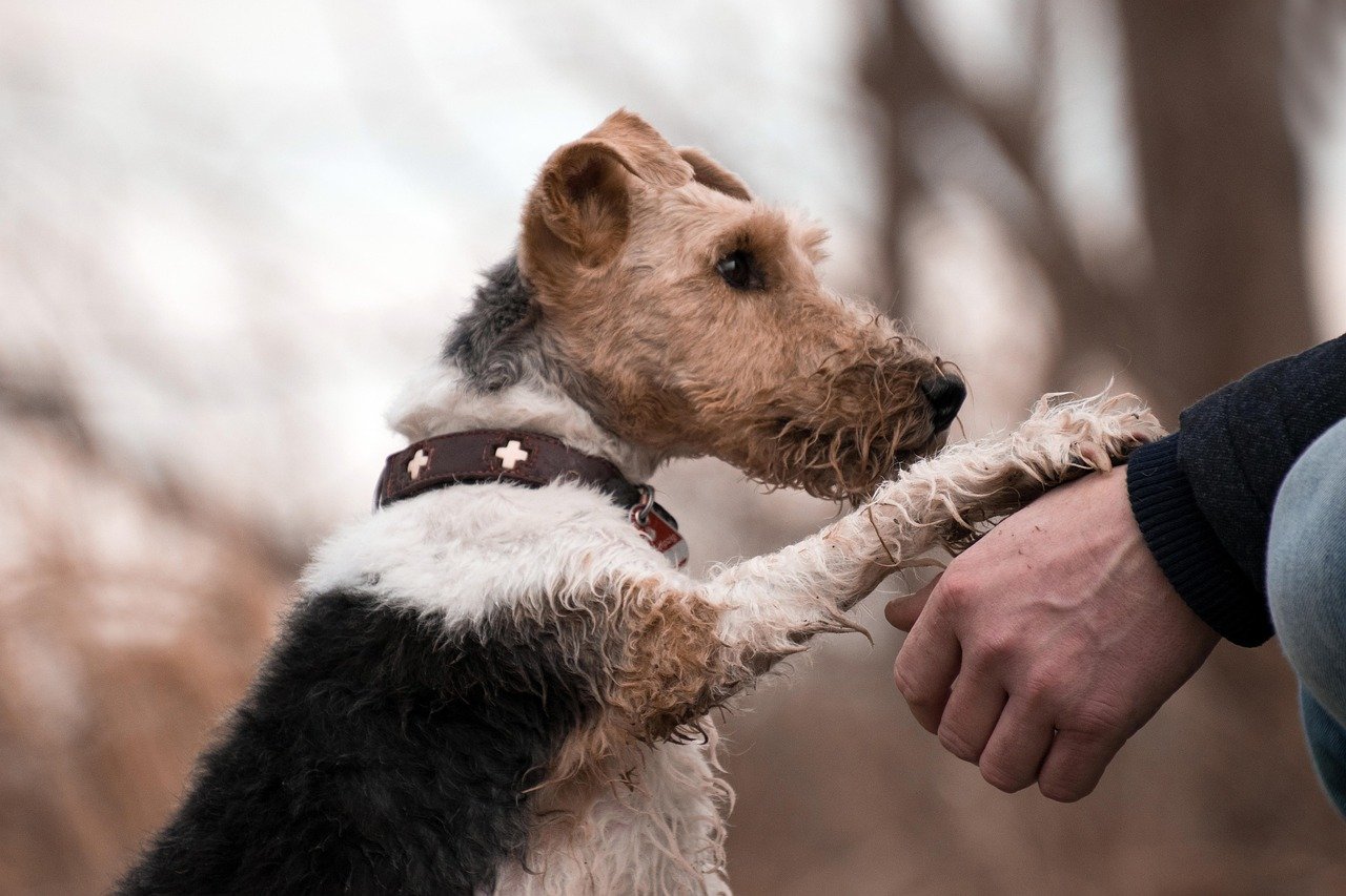 How Your Dog Says Goodbye When They Feel Their End is Near