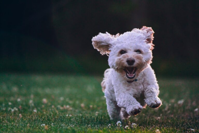 Why Do Dogs Suddenly Sprint Around the House for No Reason?