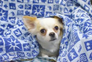 10 Low Maintenance Dog Breeds Ideal for Busy Gen Z Owners