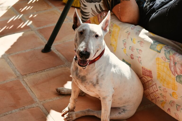 10 Quirky Dog Breeds (Big and Small) For Zodiac Sign Aquarius