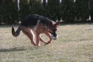 Why Do Dogs Spin in Circles Before Lying Down?