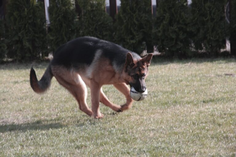 Why Do Dogs Spin in Circles Before Lying Down?