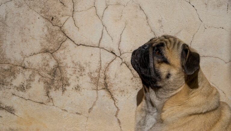 Why Do Dogs Stare at Walls Like They See Ghosts?