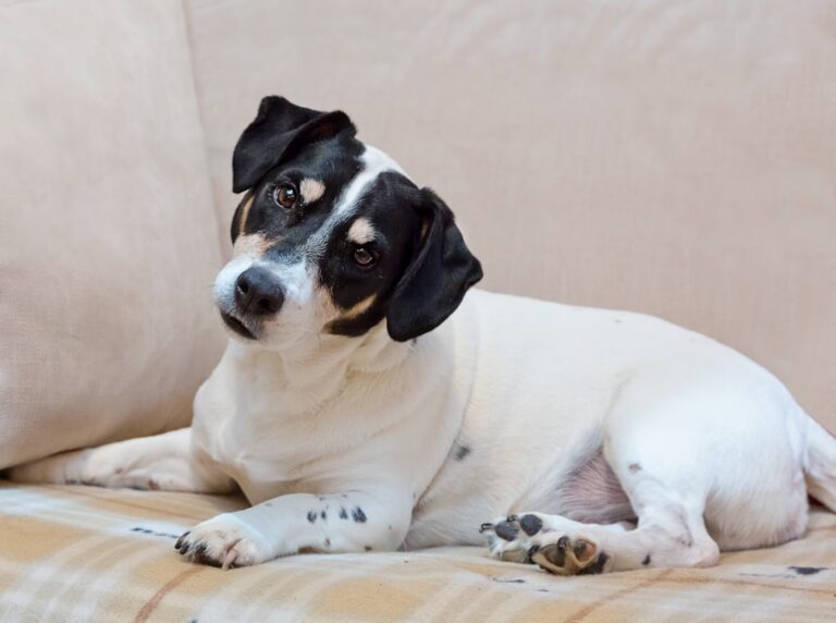 Why Do Dogs Tilt Their Heads at Random Sounds You Can't Hear?