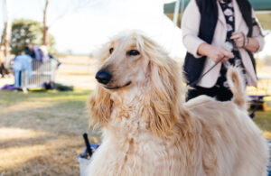 8 Dog Breeds That Aren't Fans of Cats (and Why It Matters)