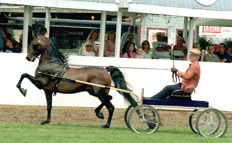 10 Gentle Horse Breeds That Make the Best Family Companions