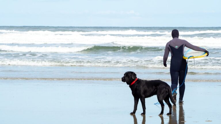 8 Ways Black Labs Have Become Coastal Oregon's Favorite Surf Companions