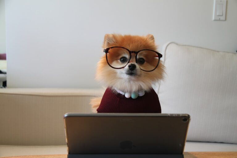 10 Dog Myths That Set Owners Up for Total Disaster