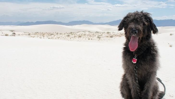 Planning a National Park Vacation? Here Are 8 Parks Where Dogs Are Welcome