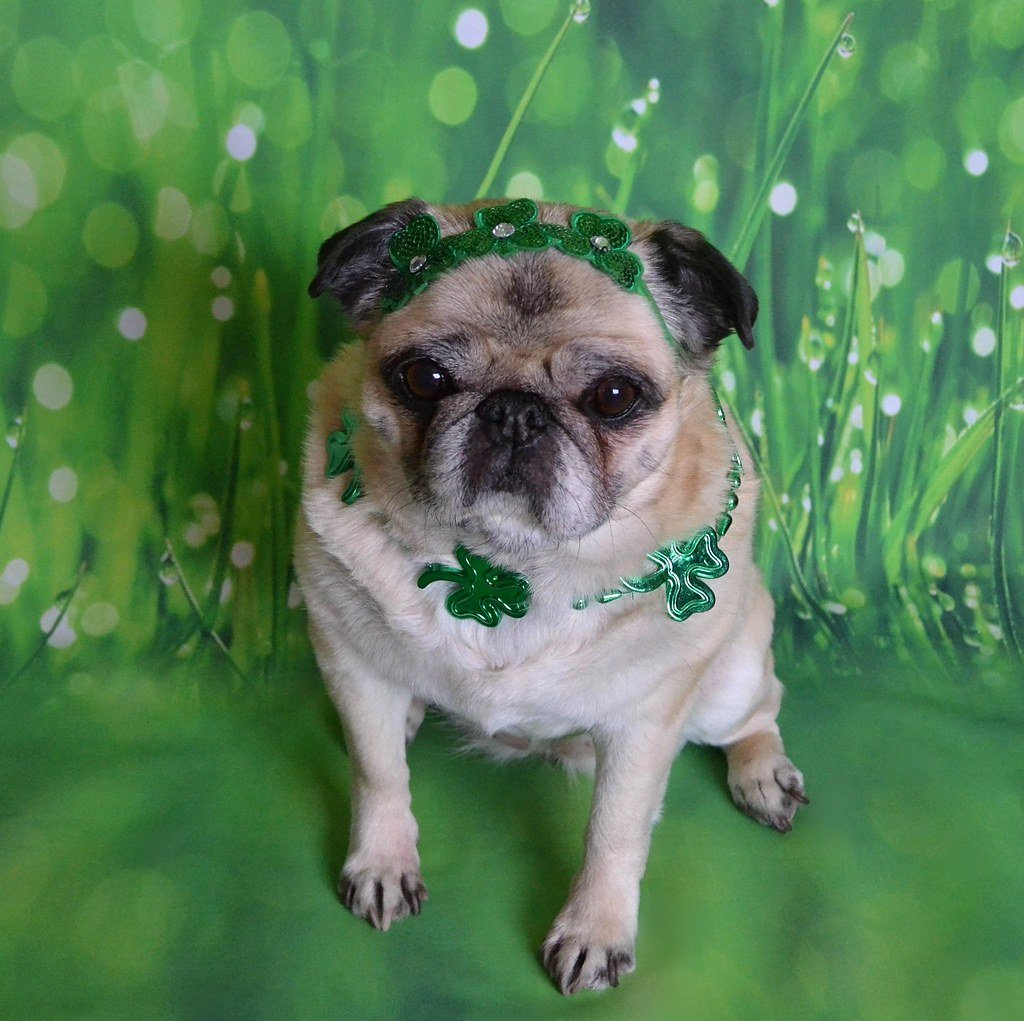 Tiny Toy Dog Breeds Perfect For Introverts