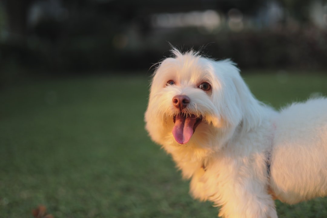6 Tips on How To Take Care of A Maltese