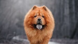 10 Dog Breeds That Don't Bond Well With Their Owners