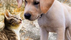 Is Your Zodiac Sign Perfect for a Rescue Dog?