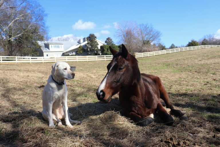 8 Dog Breeds That Get Along Well With Horses