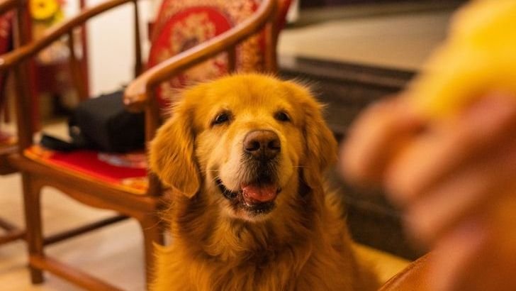 10 Dog Breeds That Can Outsmart Their Owners