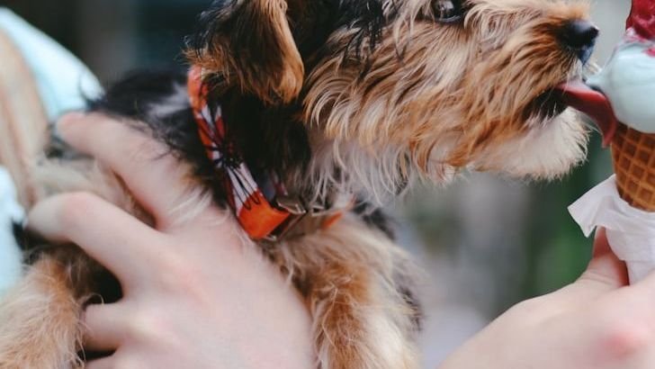 8 Small Dog Breeds That Will Love You No Matter What