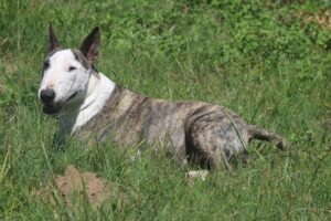 10 Medium-Sized Dog Breeds That Are Super Pets