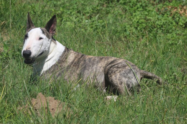 10 Medium-Sized Dog Breeds That Are Super Pets