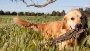 What Does The Dog Spirit Animal Symbolize in Native American Culture