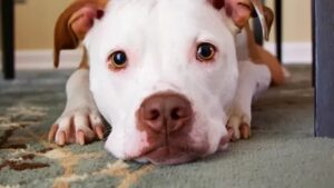 Are Pitbulls Really Bad Dogs (Or Are They a Victim of Stereotyping)