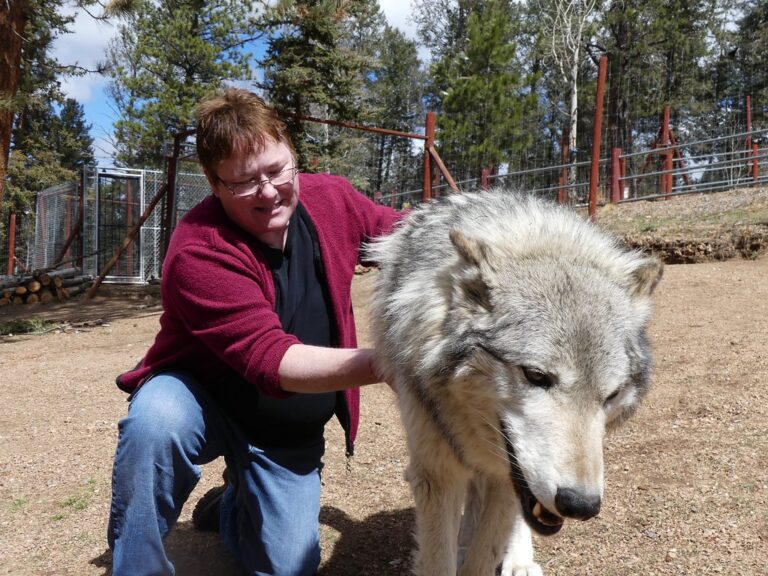Why You Should Never Attempt to Make Friends With Wolves Frequenting Your Backyard in Minnesota