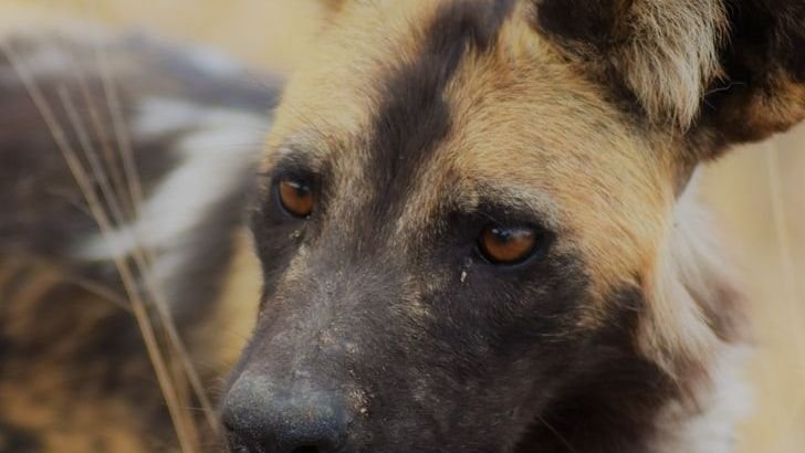 Can You Turn a Coyote into a Pet