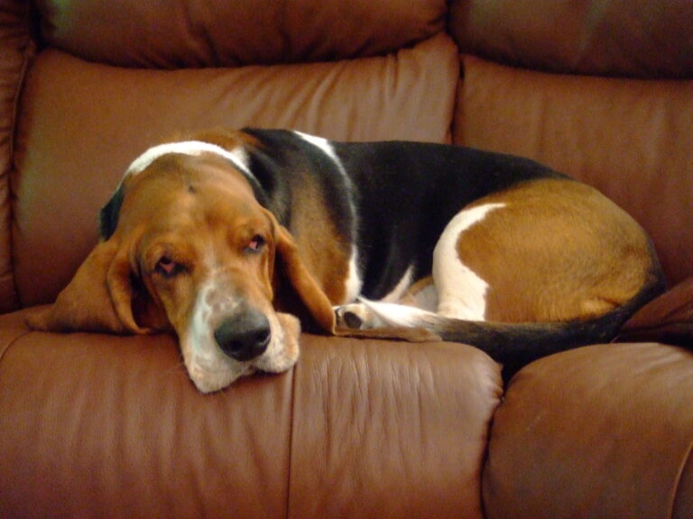 The Type of Dog That Embodies Your Introvert Personality