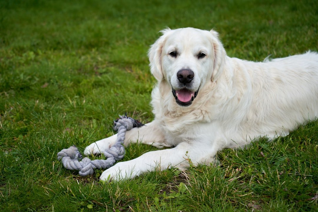 10 Natural Dog Behaviors You Should Never Discourage