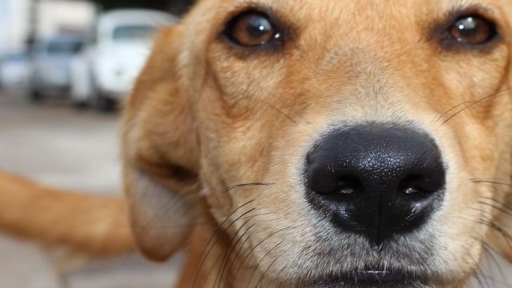 8 Fun Facts About Dogs You Didn't Know