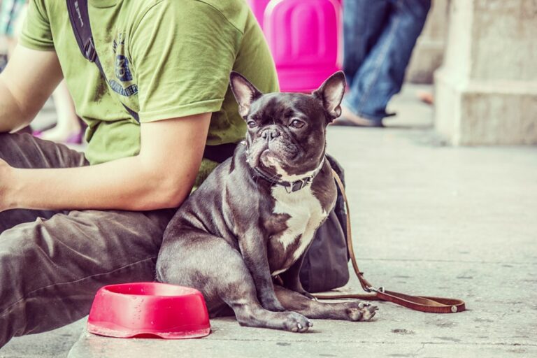 5 Reasons Why Shouting at Your Dog Is Ineffective