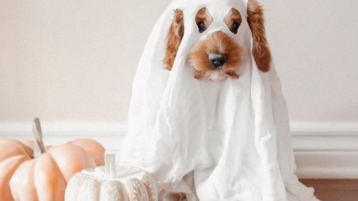 8 Halloween Safety Tips for Pets
