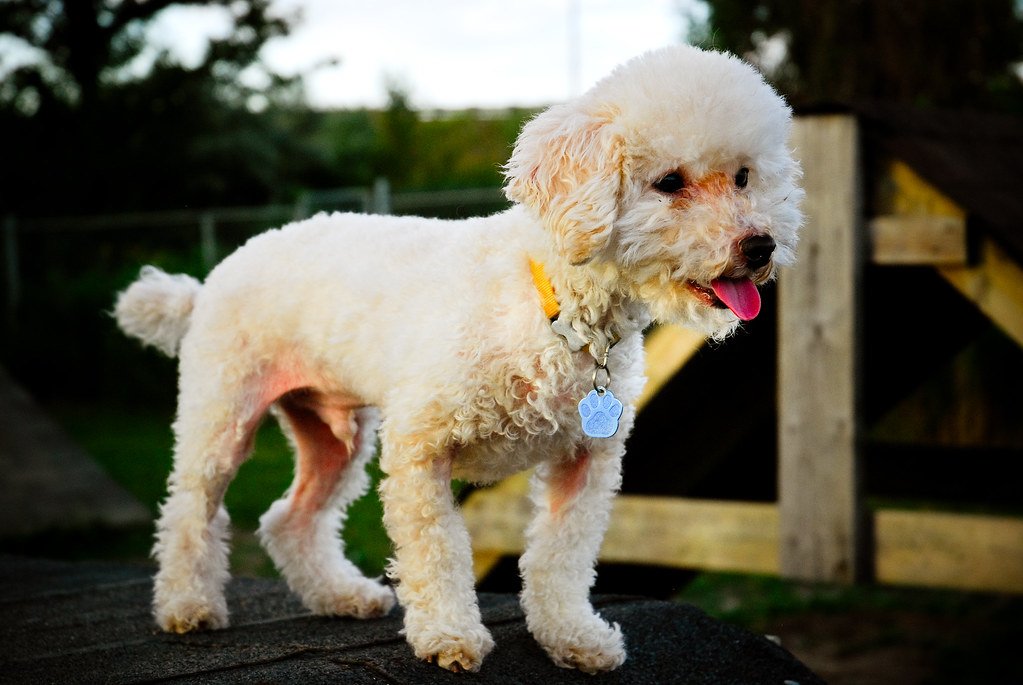 10 Dog Breeds Seniors Over 70 Will Love